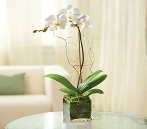 Phalaenopsis Orchid Plant